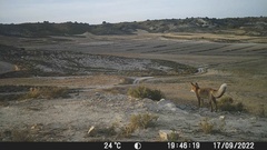 Vulpes vulpes silacea