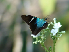 Astraptes fulgerator azul