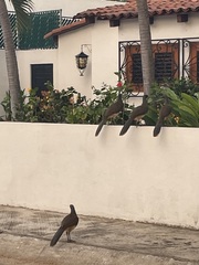 Ortalis poliocephala