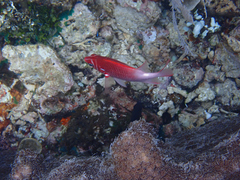 Sargocentron caudimaculatum