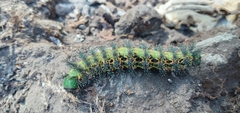 Hemileucinae