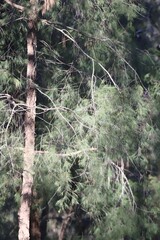 Allocasuarina torulosa