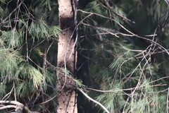 Allocasuarina torulosa