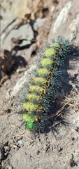 Hemileucinae