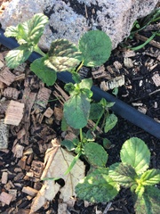 Ceanothus thyrsiflorus