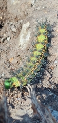 Hemileucinae