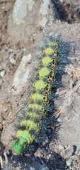 Hemileucinae