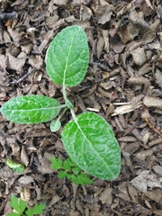 Adenocaulon chilense