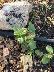 Ceanothus thyrsiflorus