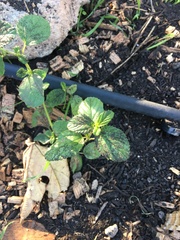Ceanothus thyrsiflorus