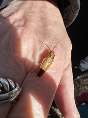 Ellipsidion humerale