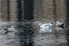 Larus argentatus