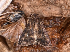 Condica albigera