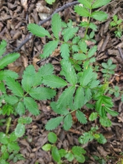 Acaena ovalifolia