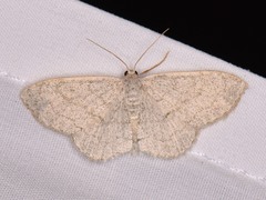 Acratodes suavata