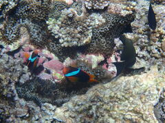 Amphiprion melanopus