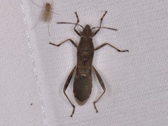 Burtinus notatipennis
