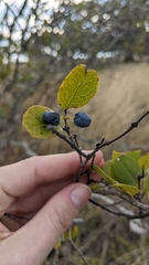 Forestiera reticulata