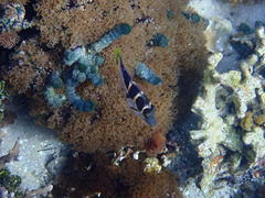 Paraluteres prionurus