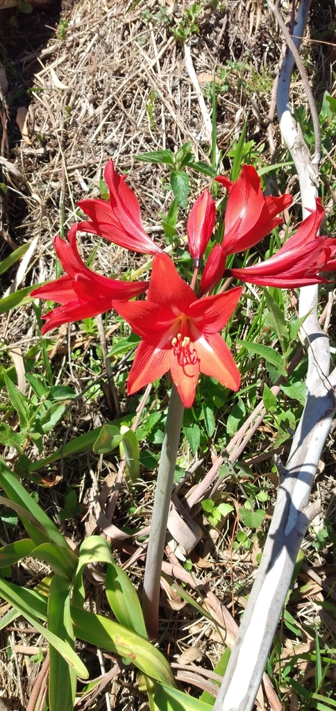 Hippeastrum santacatarina
