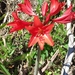 Hippeastrum santacatarina - Photo (c) Edson Luis Fabro Gasperin, some rights reserved (CC BY-NC), uploaded by Edson Luis Fabro Gasperin