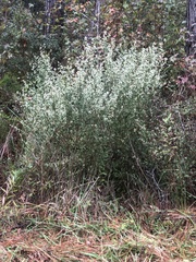 Baccharis glomeruliflora