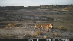 Vulpes vulpes silacea