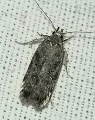 Agonopterix pulvipennella