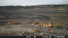 Vulpes vulpes silacea