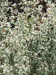 Baccharis glomeruliflora