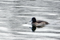 Aythya fuligula