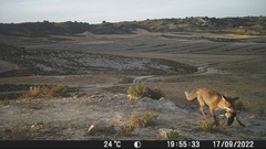Vulpes vulpes silacea