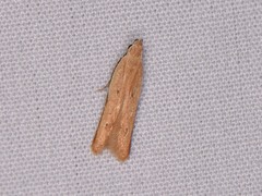 Mesophleps adustipennis