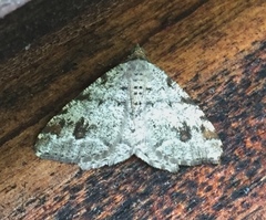 Macaria pinistrobata