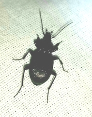 Sphaeroderus stenostomus