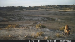 Vulpes vulpes silacea