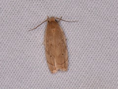 Antaeotricha haesitans