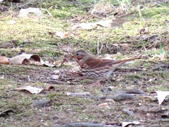 Passerella iliaca iliaca