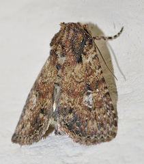 Condica