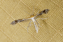 Oxyptilini