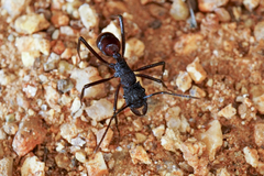 Rhytidoponera taurus