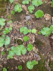 Gunnera magellanica