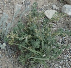 Artemisia spinescens