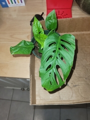Monstera obliqua