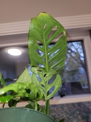 Monstera obliqua