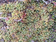 Bolax gummifera