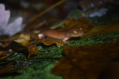 Gyrinophilus porphyriticus