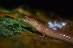 Gyrinophilus porphyriticus