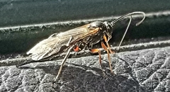 Pimpla disparis