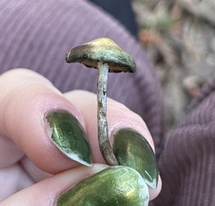 Psilocybe allenii